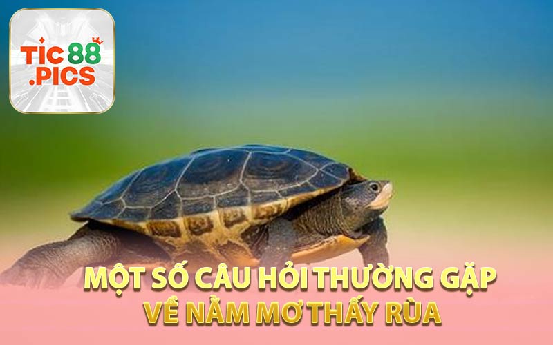 Một số câu hỏi thường gặp về nằm mơ thấy rùa