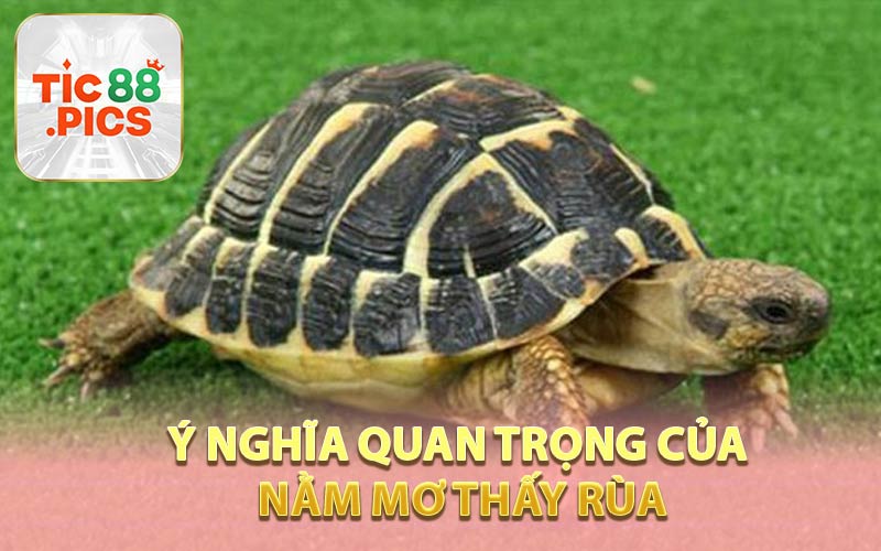 Ý Nghĩa Quan Trọng Của Nằm Mơ Thấy Rùa